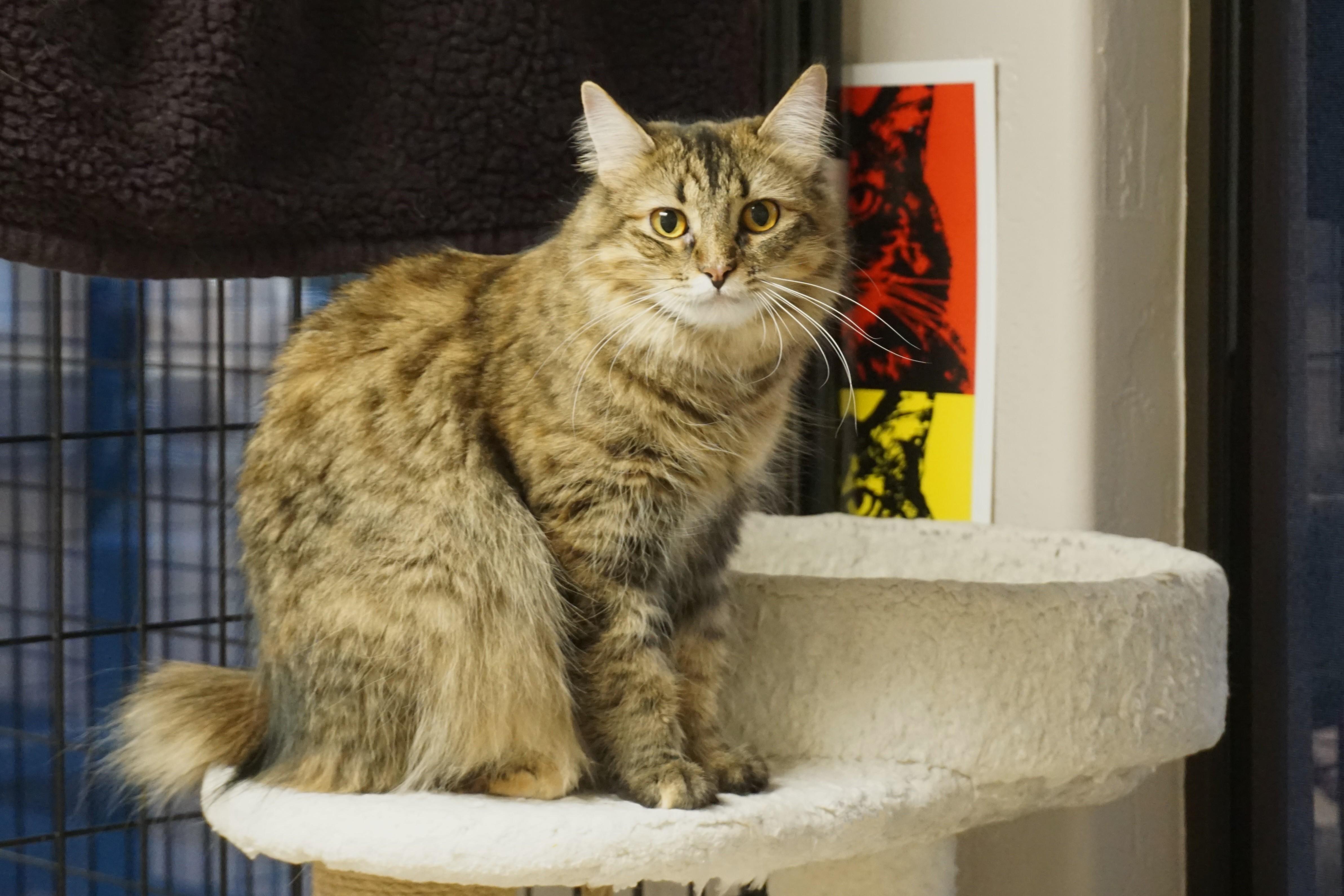 Porsche, ADOPTABLE, Adult Female Domestic Long Hair.