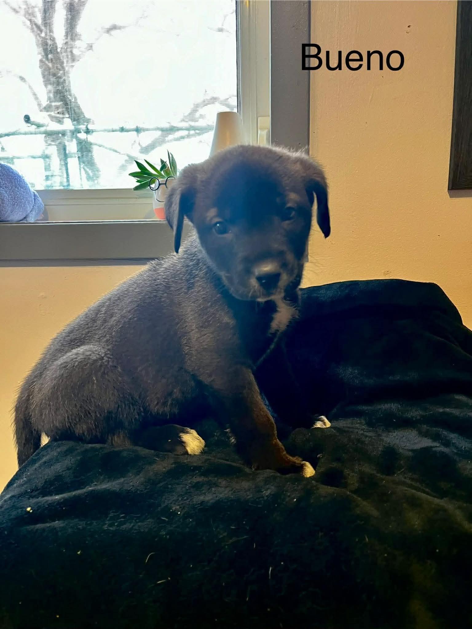 Bueno, ADOPTABLE, Puppy Male Mixed Breed.