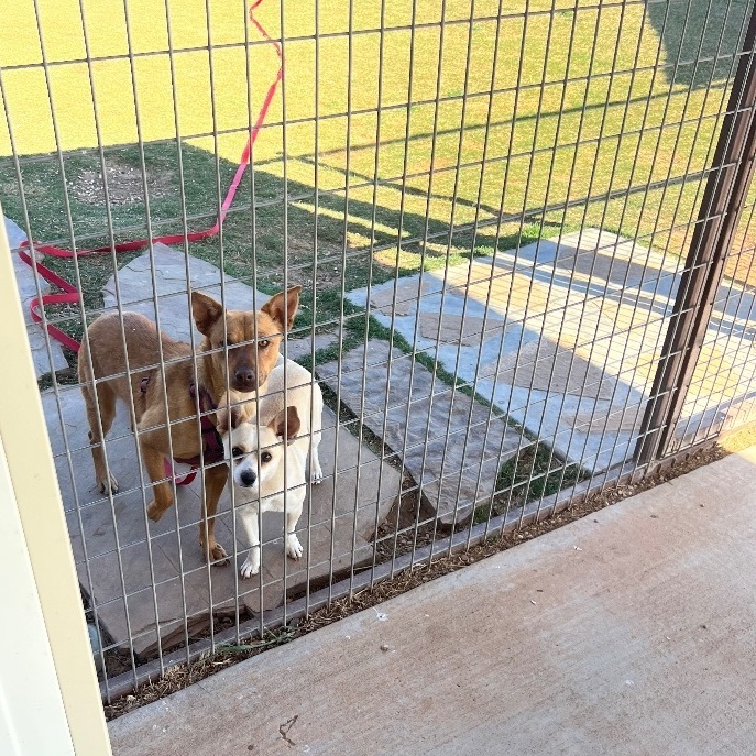Shasta, Adoptable, Young Female Shepherd & Mixed Breed.