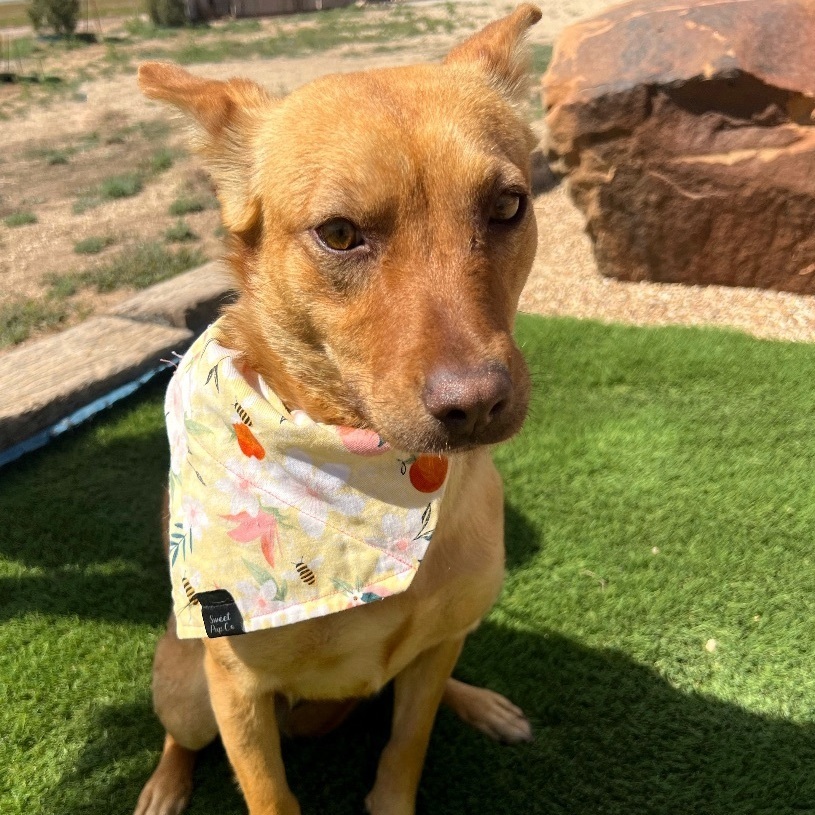 Shasta, a Adoptable mixed breed in Lubbock, TX image 2/6