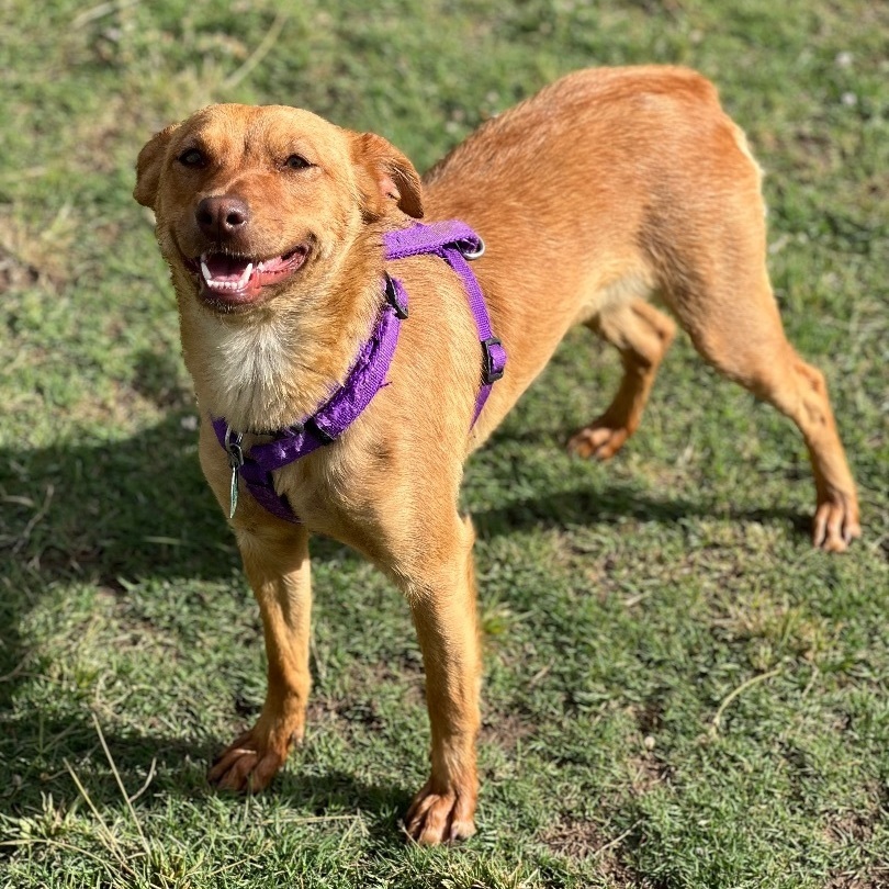 Shasta, a Adoptable mixed breed in Lubbock, TX image 3/6