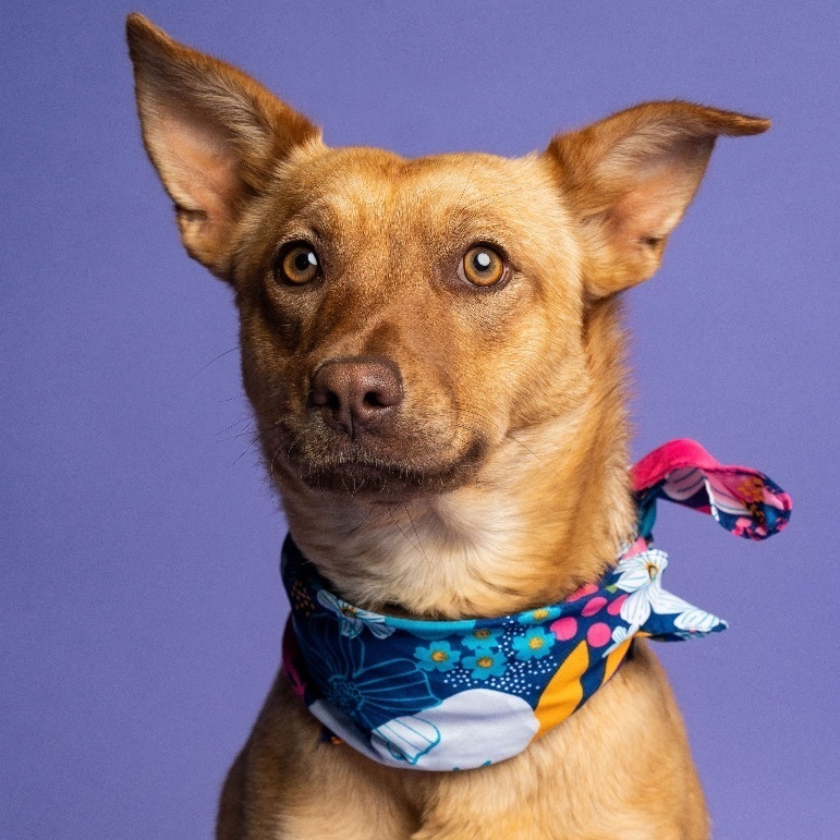 Shasta, a Adoptable mixed breed in Lubbock, TX image 4/6