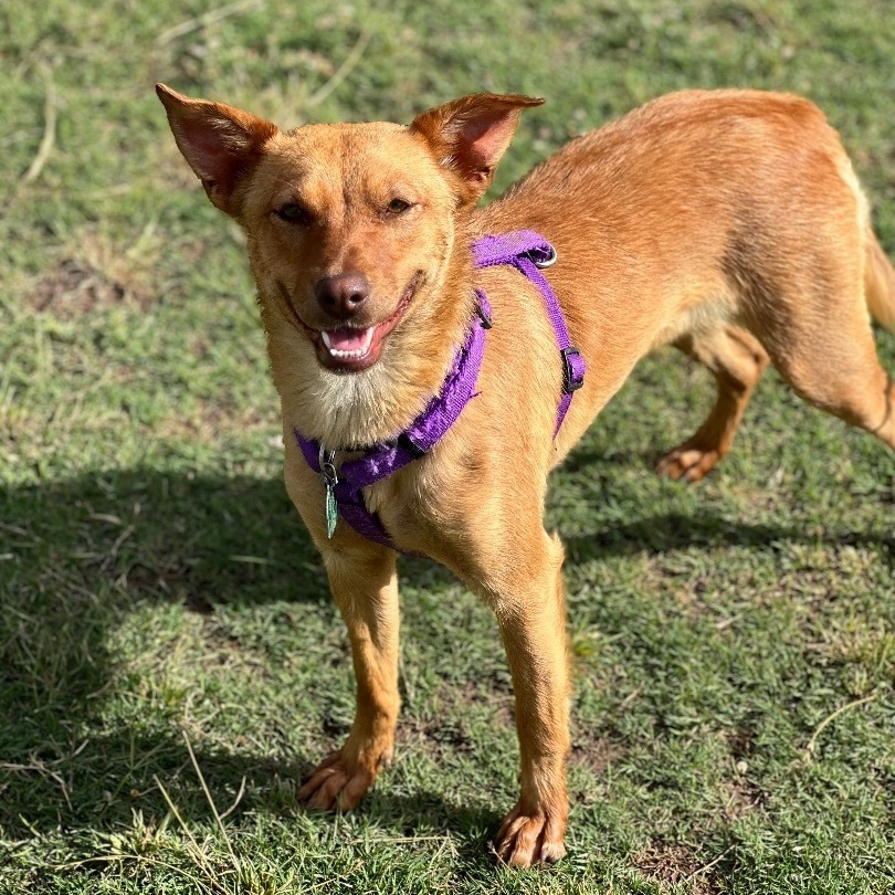 Shasta, a Adoptable mixed breed in Lubbock, TX image 5/6
