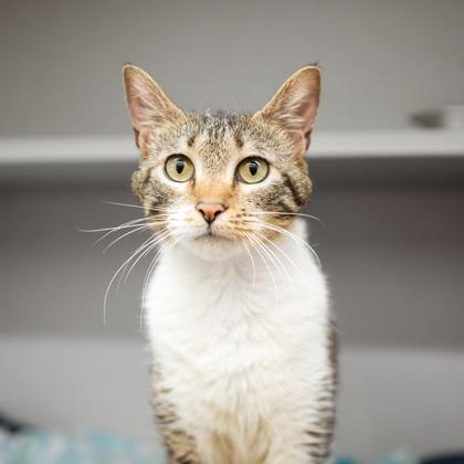 Enlarge Catra, a Adoptable mixed breed in Atlanta, GA image 1/1