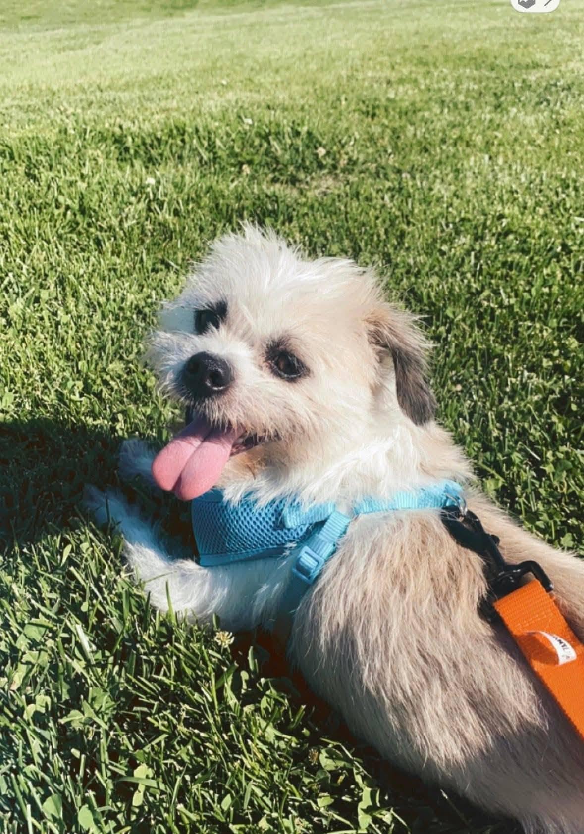 Lenny, ADOPTABLE, Adult Male Shih Tzu.