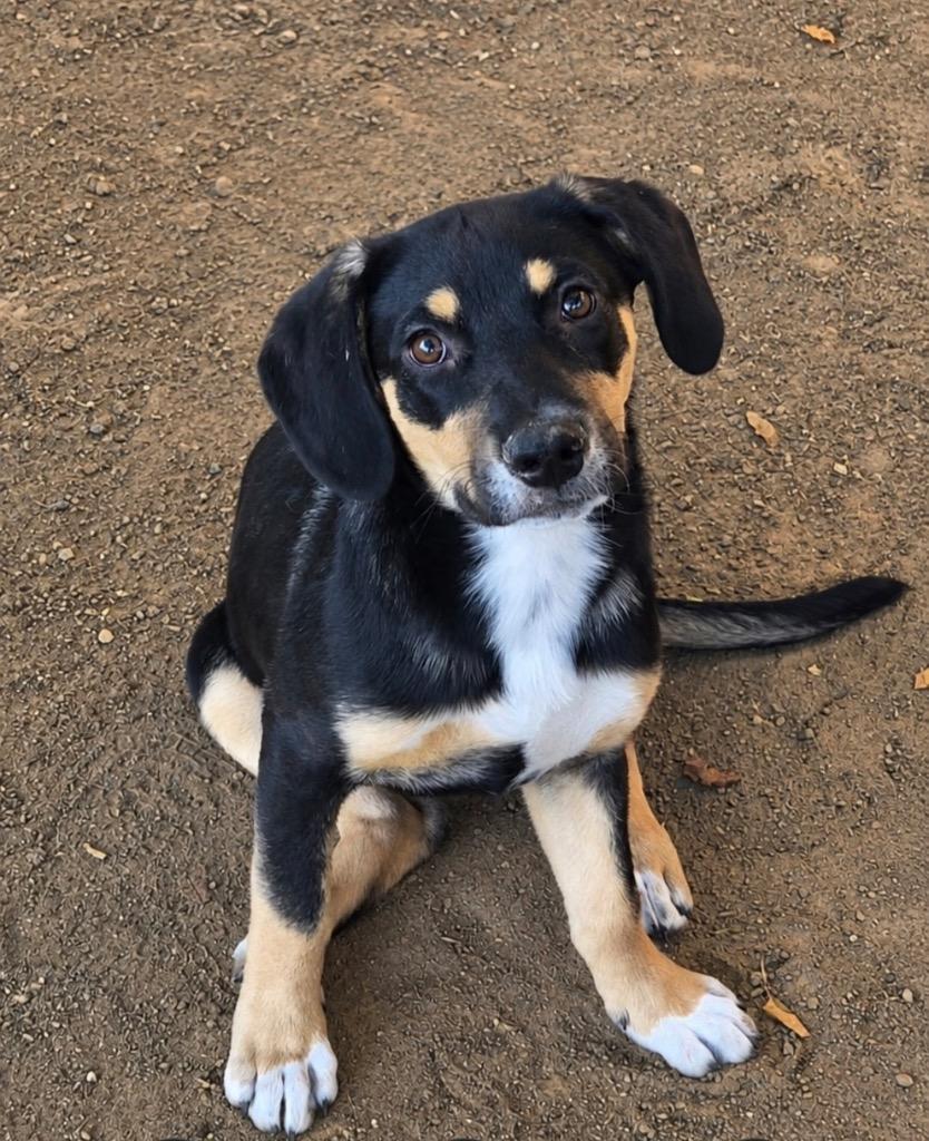 De 18 Jours, Adoptable, Puppy Female Australian Cattle Dog / Blue Heeler & Labrador Retriever.