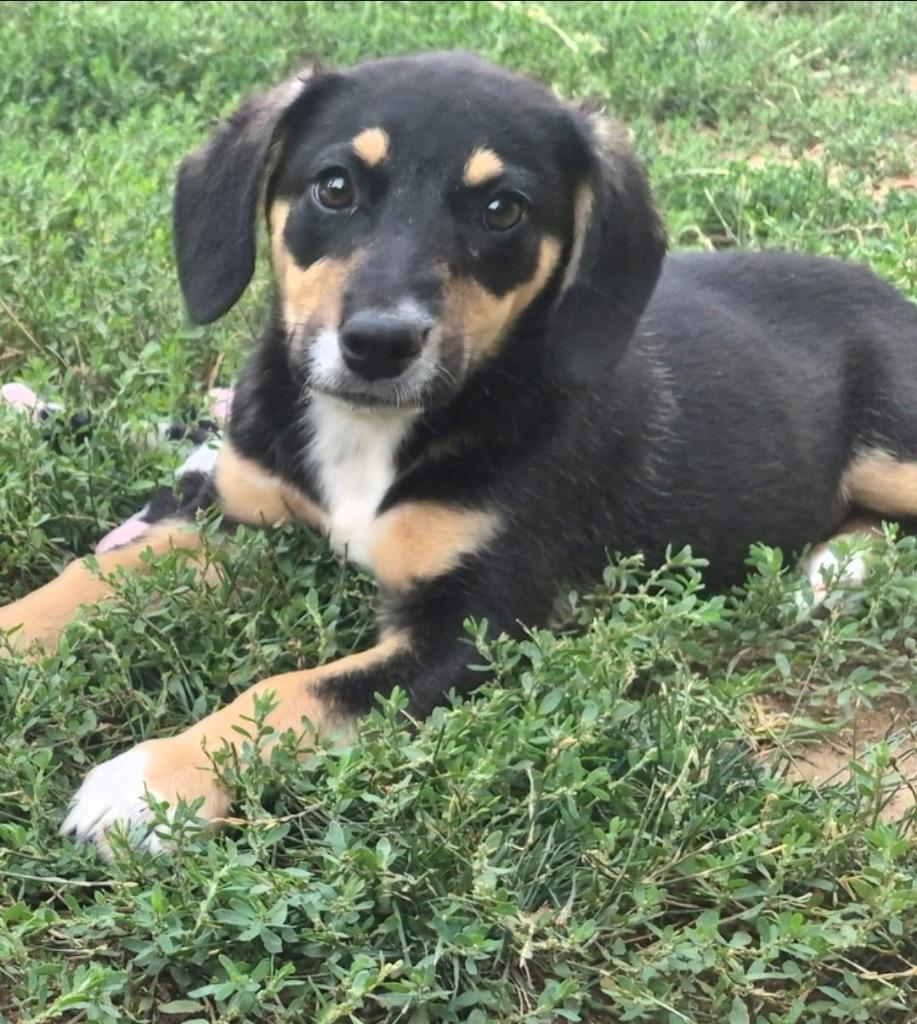 Enlarge De 18 Jours, a Adoptable mixed breed in Fort Lupton, CO image 2/2