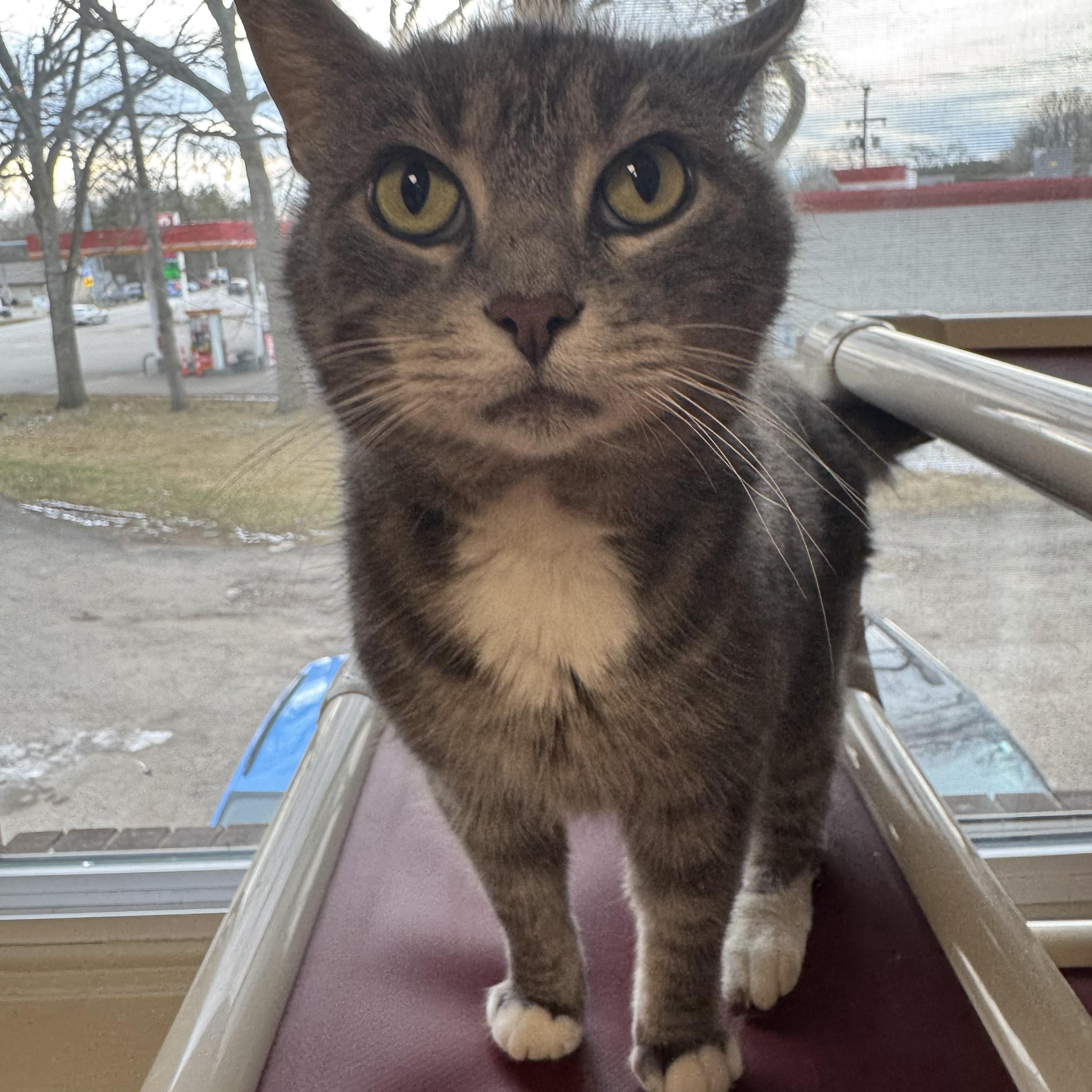 Shadow, ADOPTABLE, Adult Male Domestic Medium Hair.
