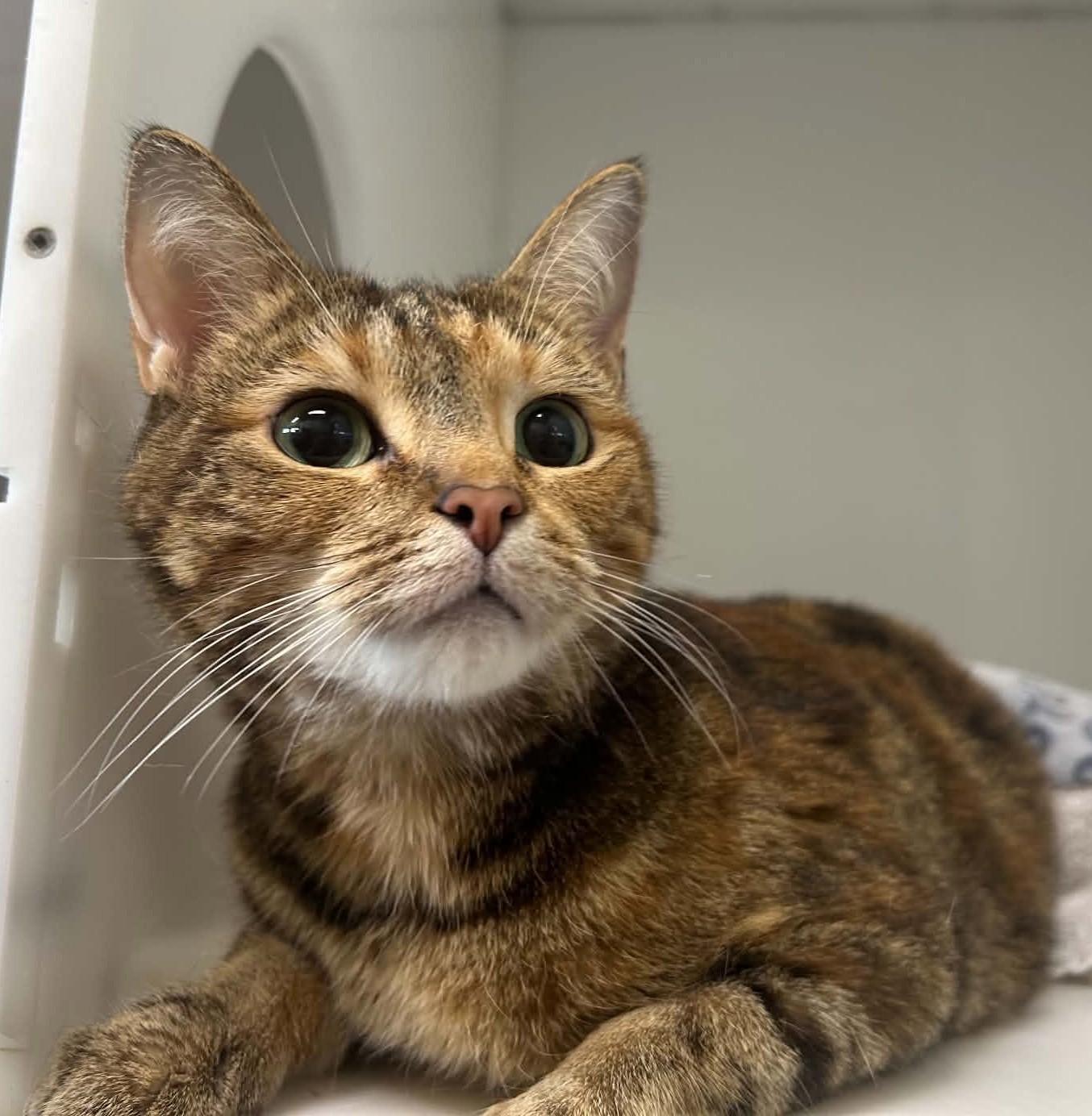 Enlarge PERLINE, a Adopted Domestic Short Hair in Delson, QC image 1/1