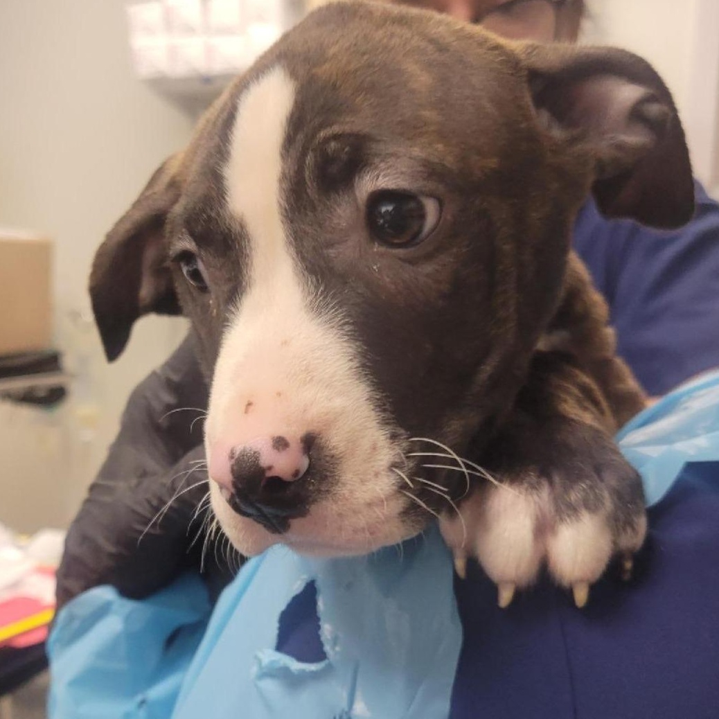 Dasher, an adopted mixed breed in Allegan, MI image 6/6