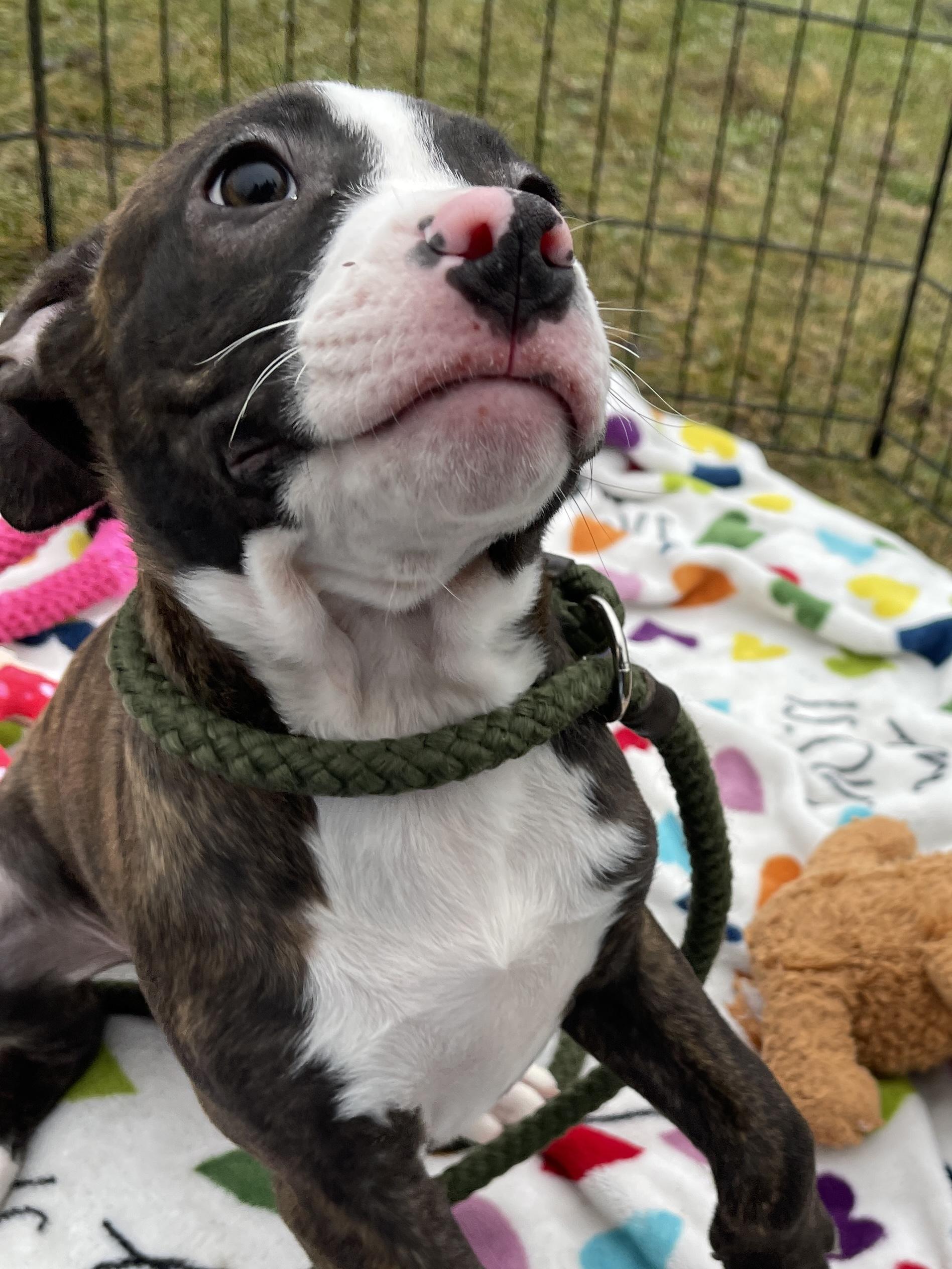 Dasher, an adopted mixed breed in Allegan, MI image 3/6
