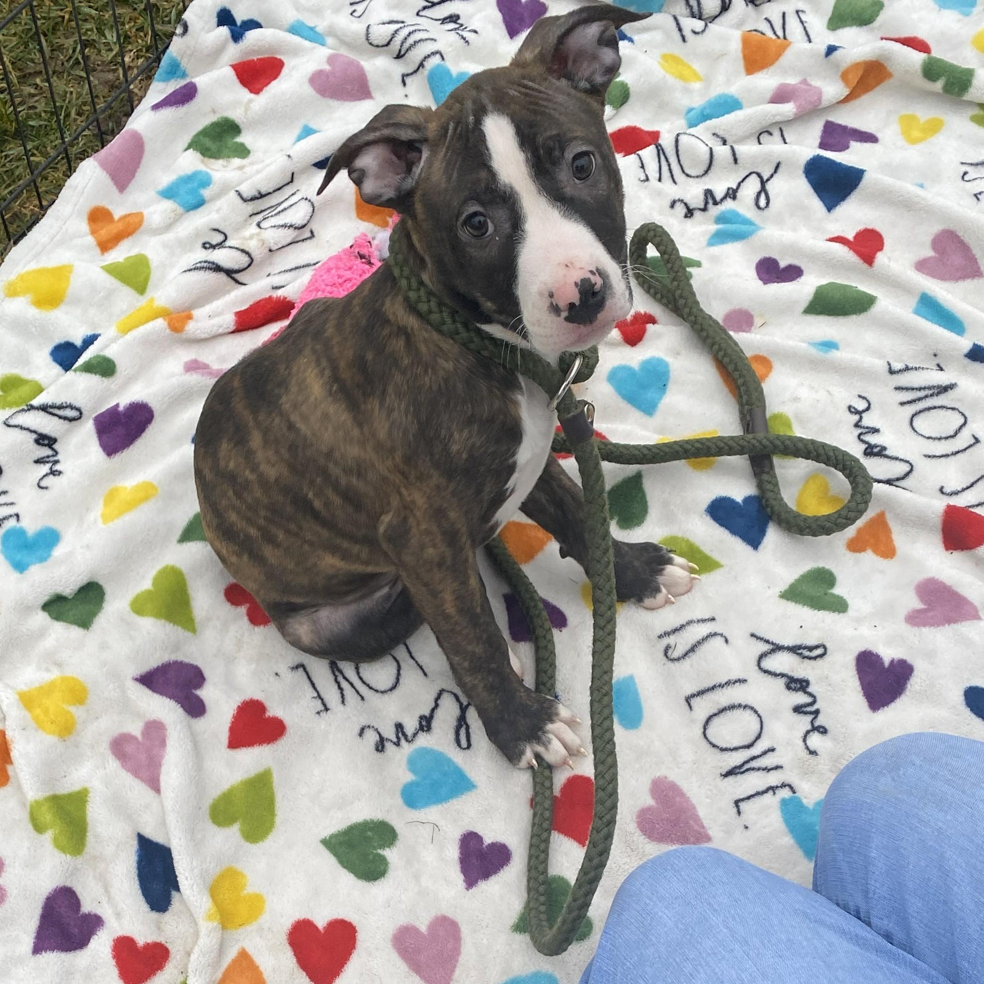 Dasher, an adopted mixed breed in Allegan, MI image 5/6