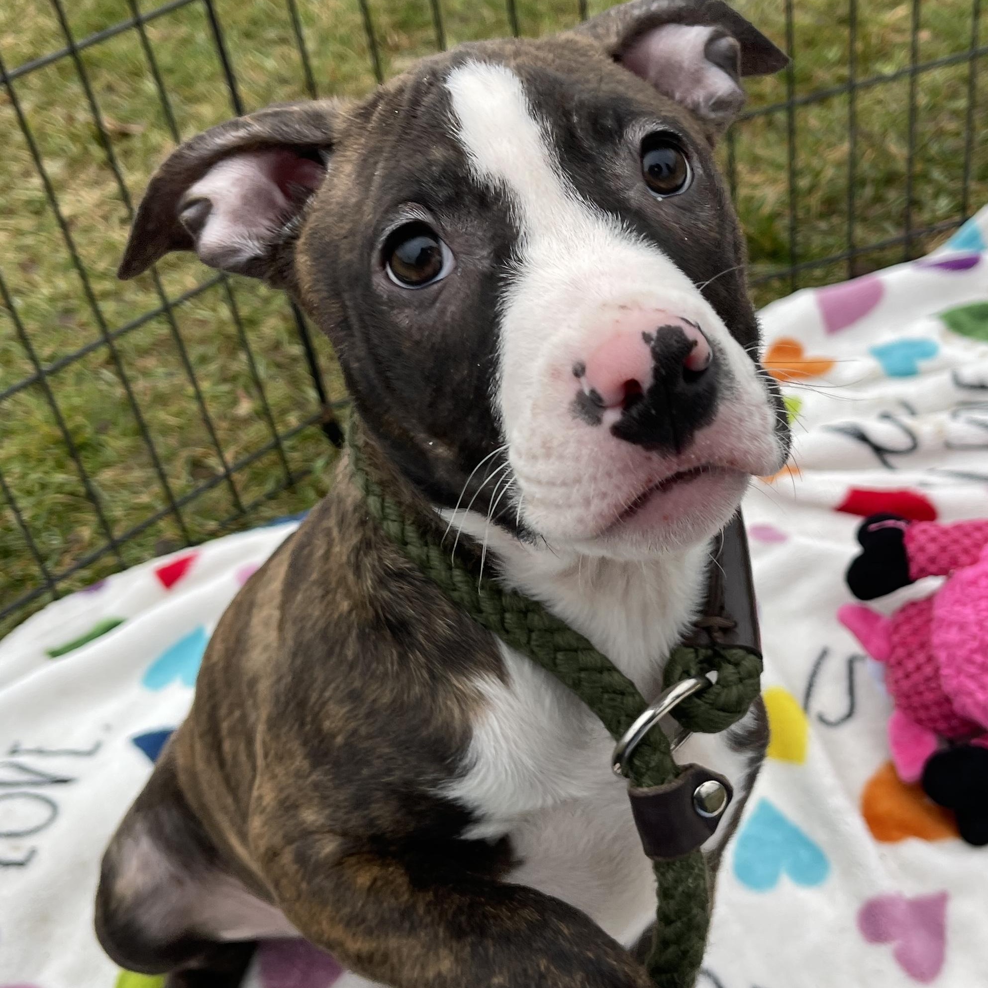 Dasher, adopted, Puppy Female Pit Bull Terrier.