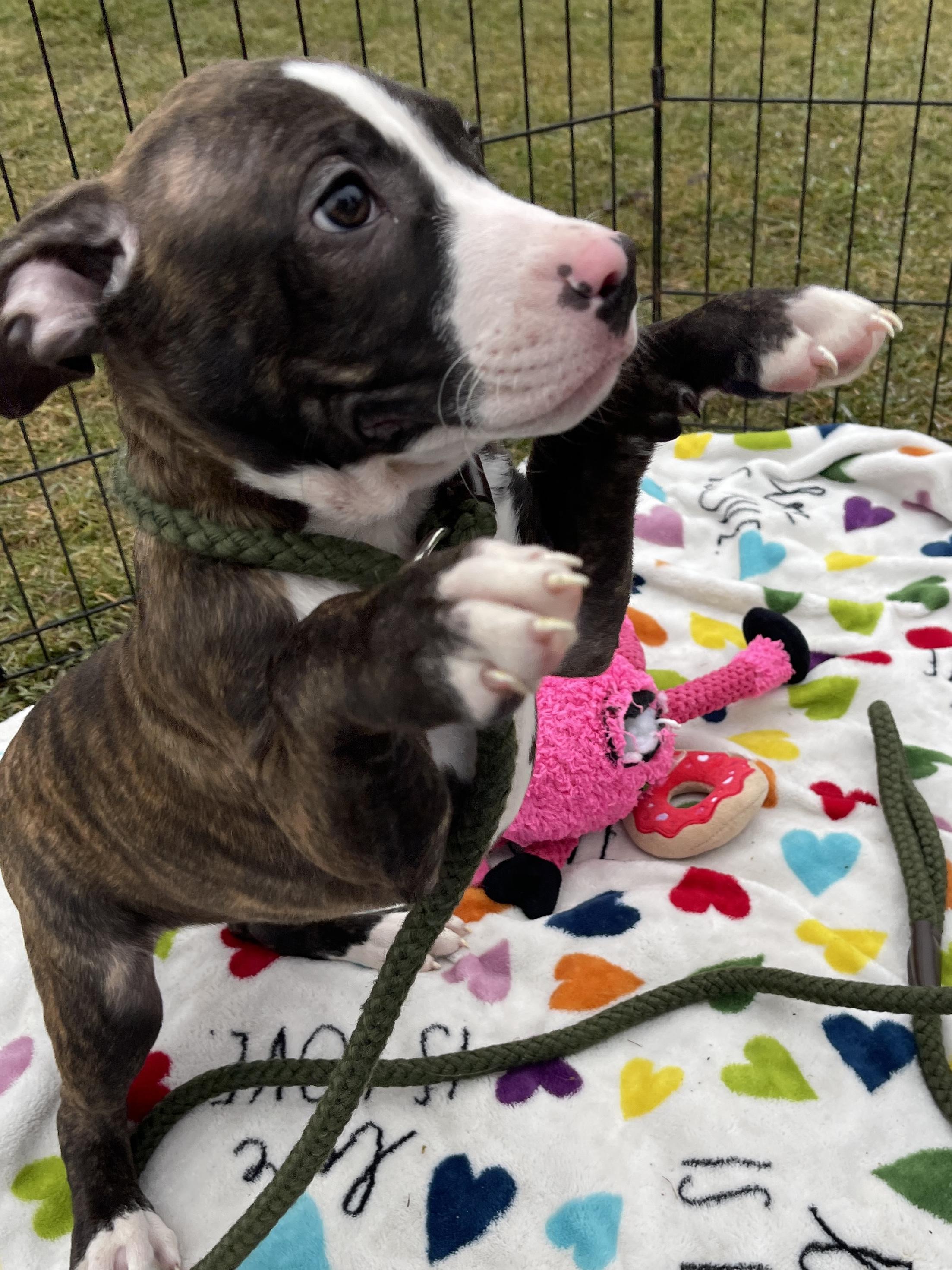 Dasher, an adopted mixed breed in Allegan, MI image 2/6