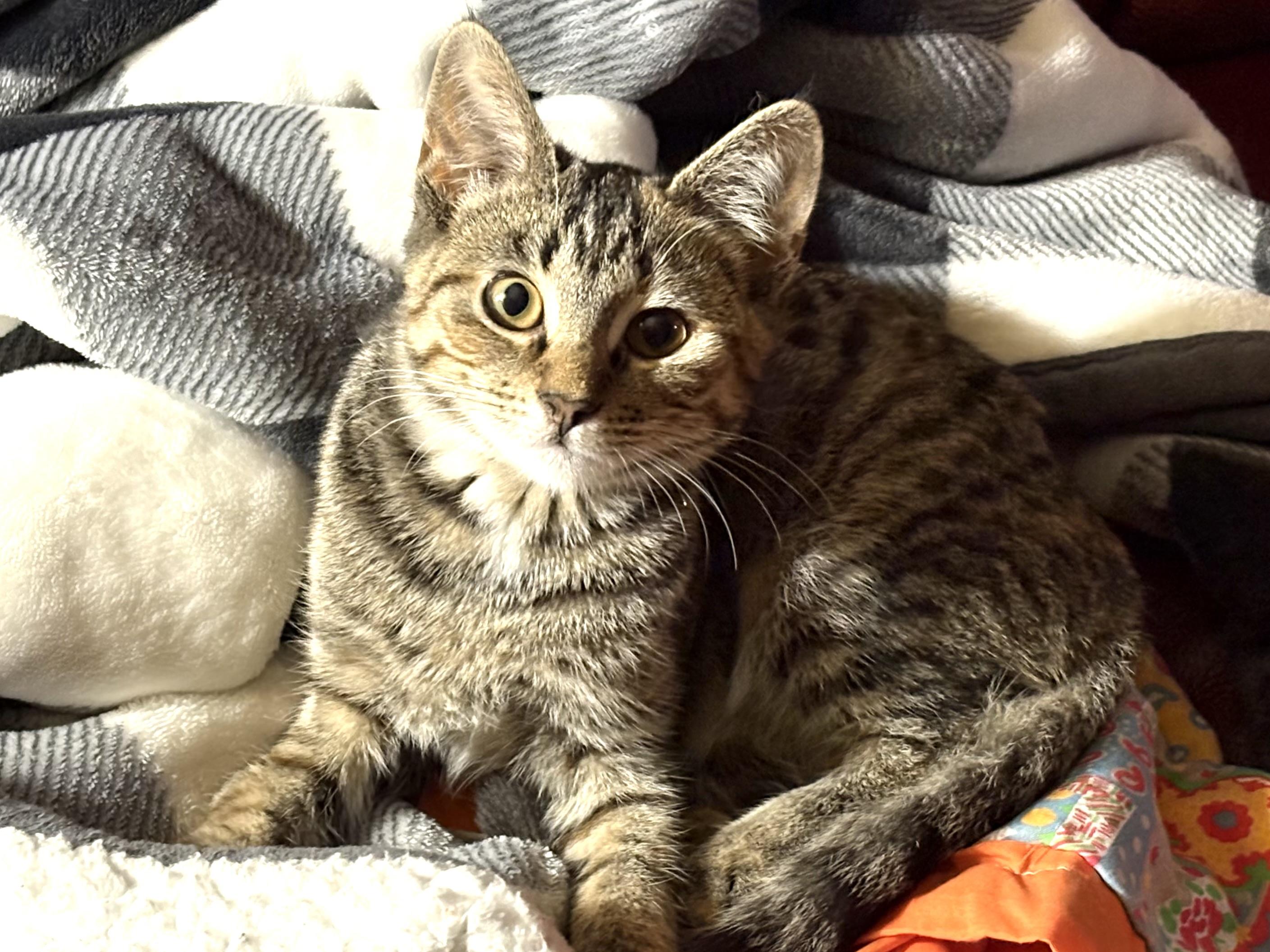 Juniper, adoptable, Kitten Female Domestic Short Hair & Tabby.