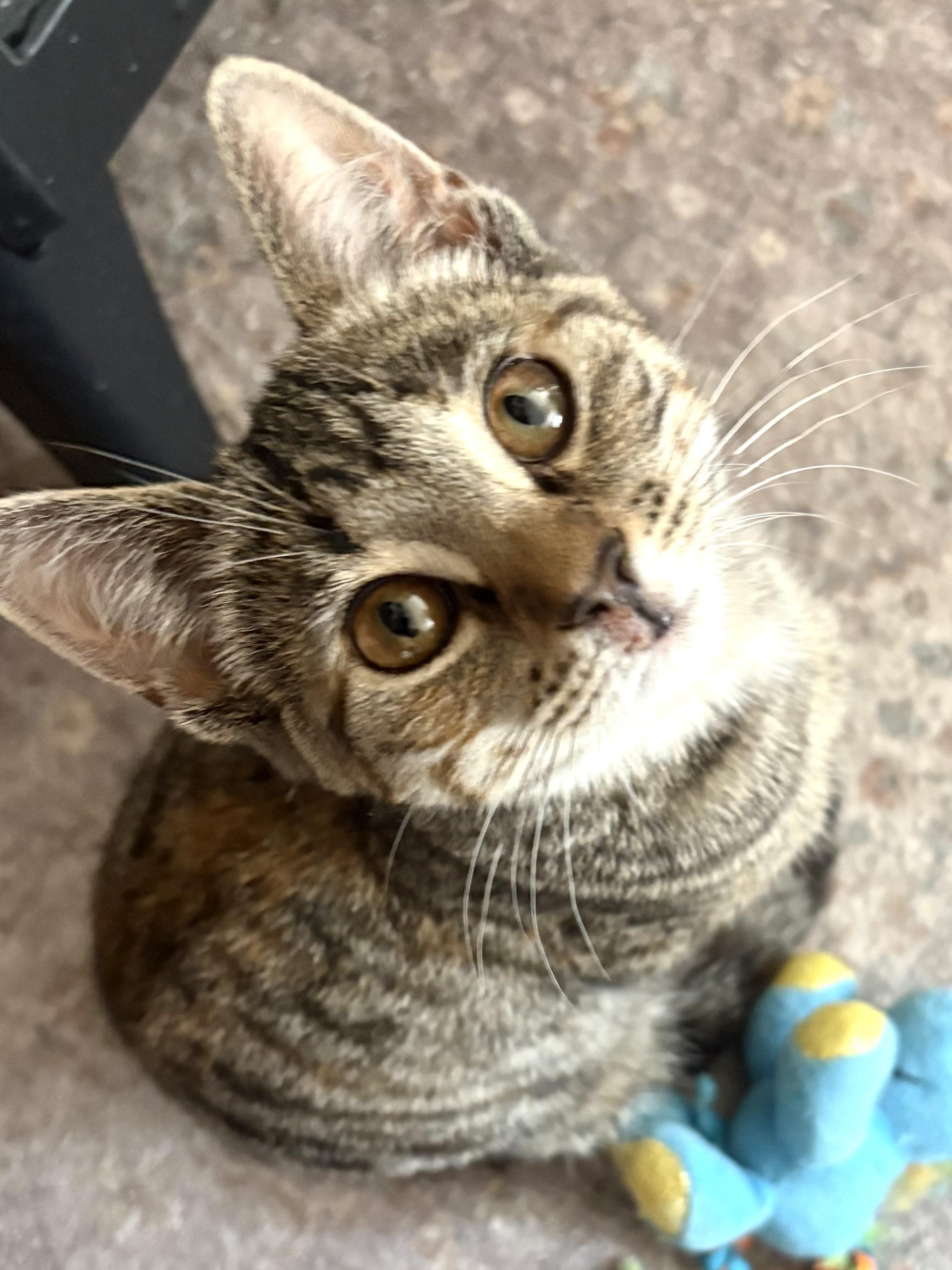 Juniper, an adoptable mixed breed in Belvidere, IL image 2/6