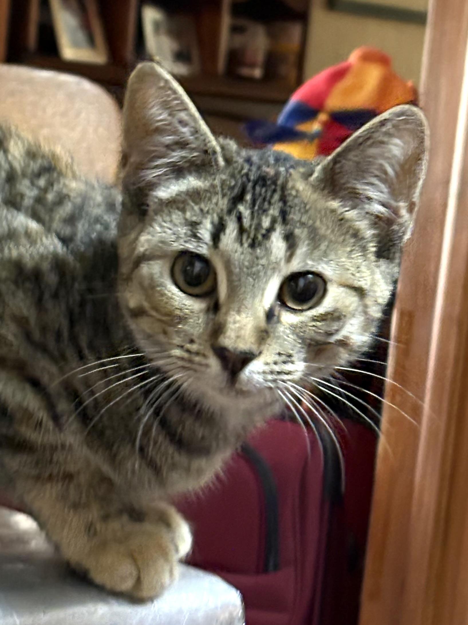 Juniper, an adoptable mixed breed in Belvidere, IL image 3/6