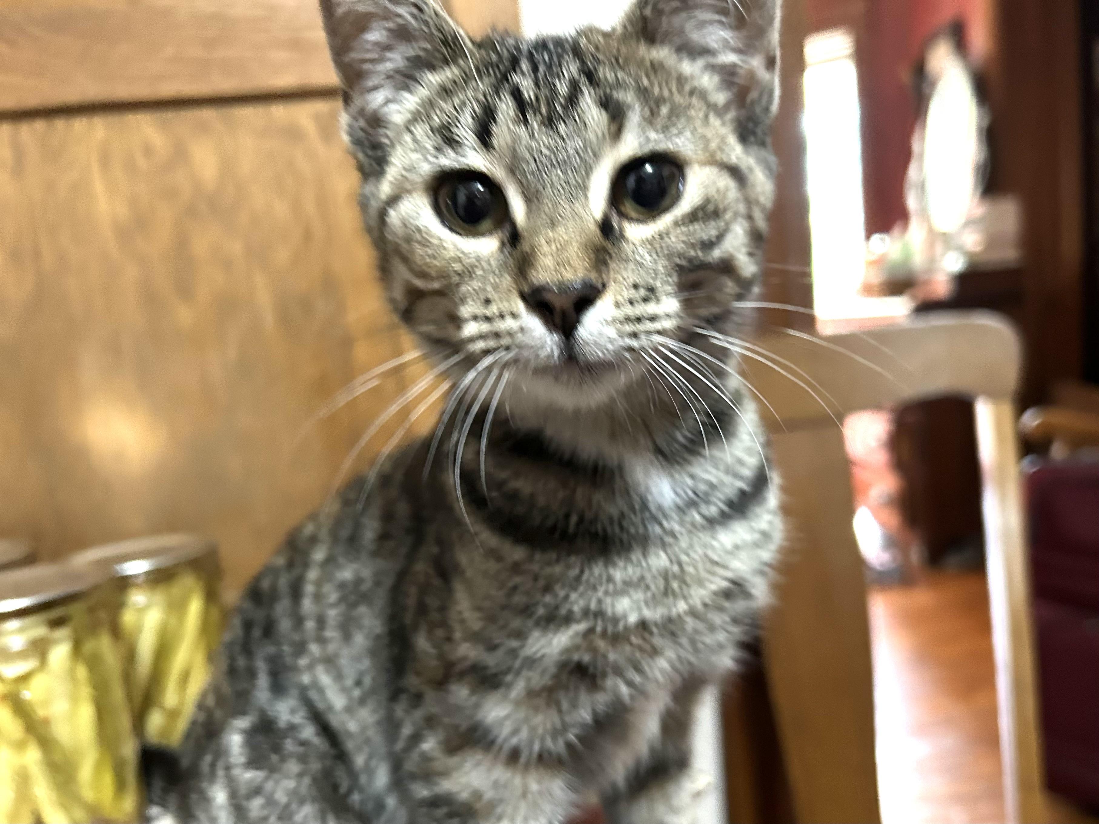 Juniper, an adoptable mixed breed in Belvidere, IL image 4/6