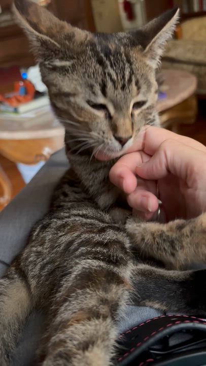 Enlarge Juniper, an adoptable mixed breed in Belvidere, IL video 6/6