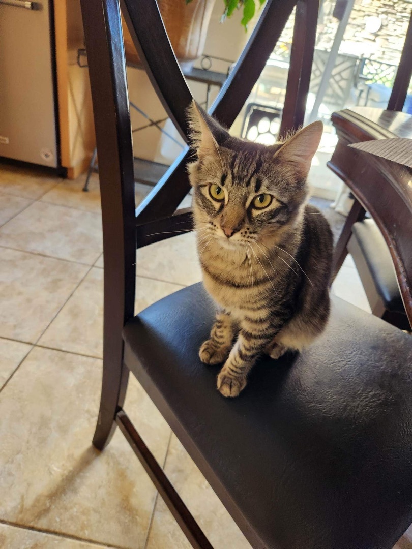 Enlarge Tom, a Adoptable mixed breed in El cerrito, CA image 2/6