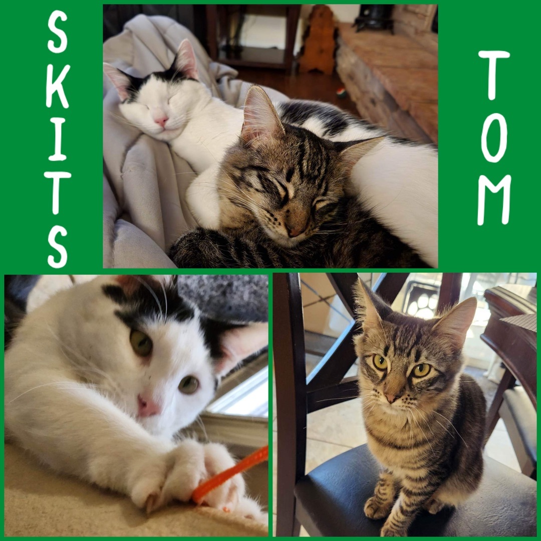 Enlarge Tom, a Adoptable mixed breed in El cerrito, CA image 3/6