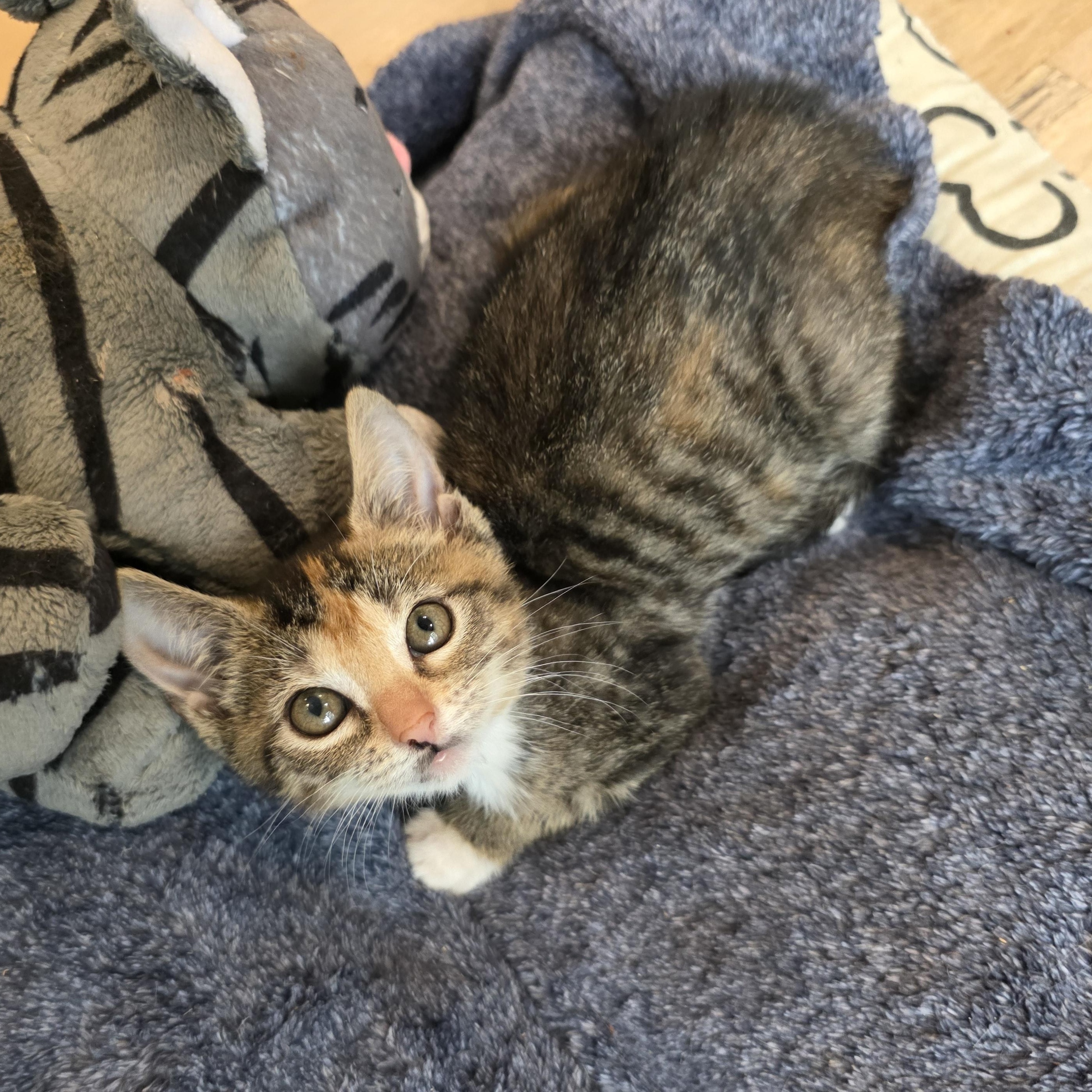 Enlarge Lizzie, a ADOPTABLE mixed breed in Moriches, NY image 2/5