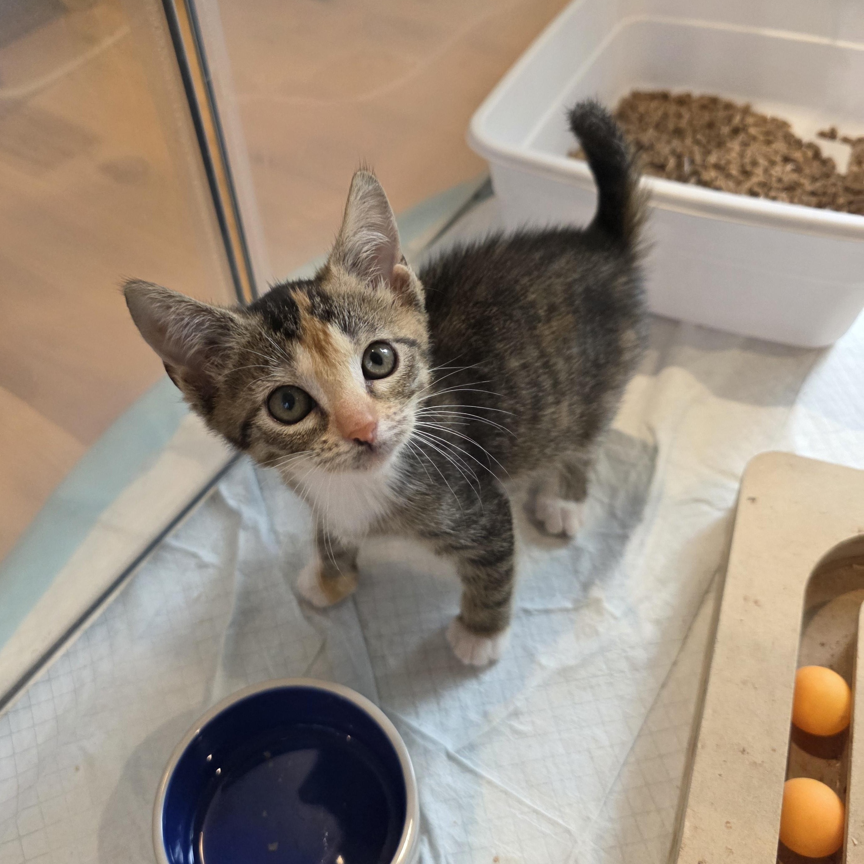Enlarge Lizzie, a ADOPTABLE mixed breed in Moriches, NY image 4/5