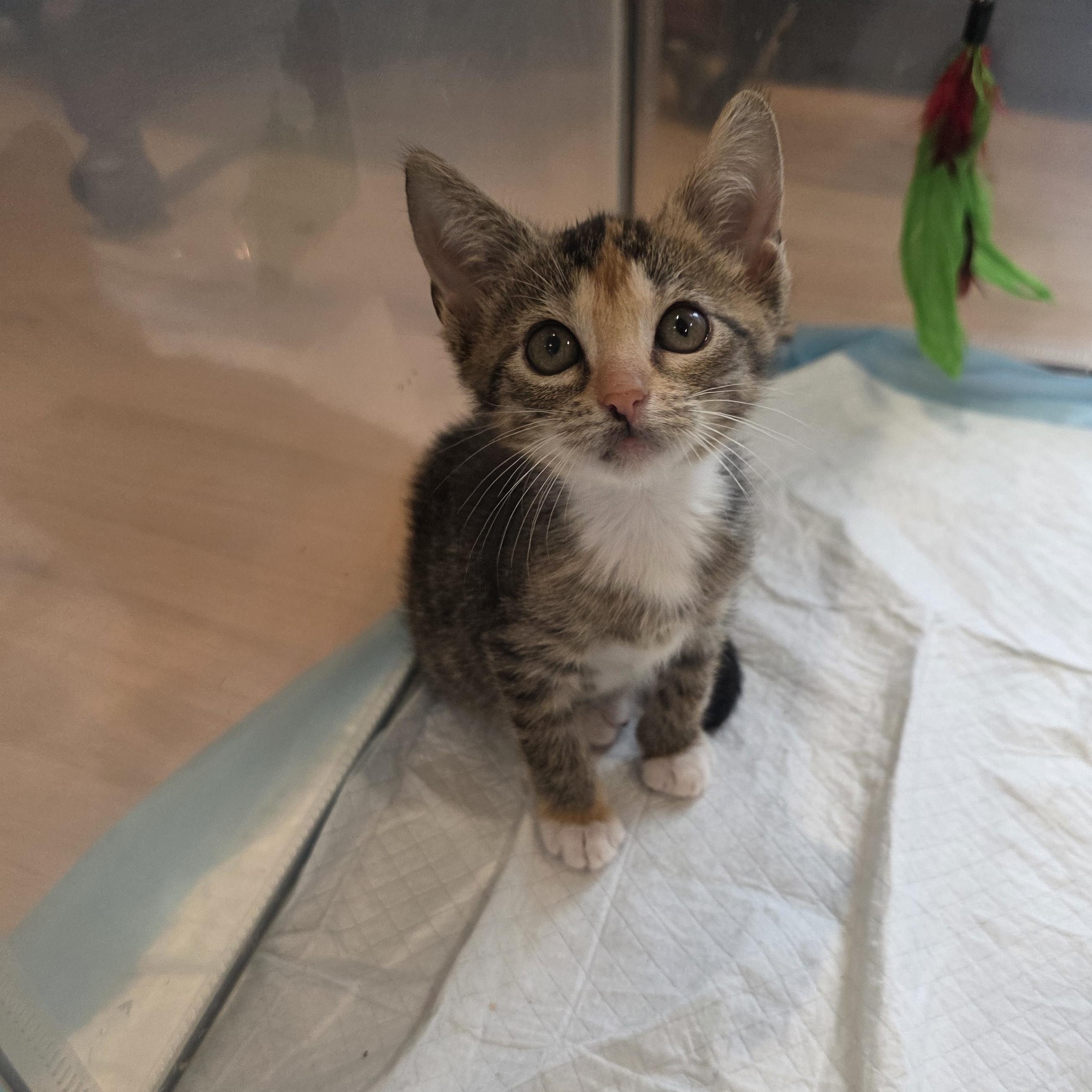 Lizzie, ADOPTABLE, Kitten Female Calico & Domestic Short Hair.