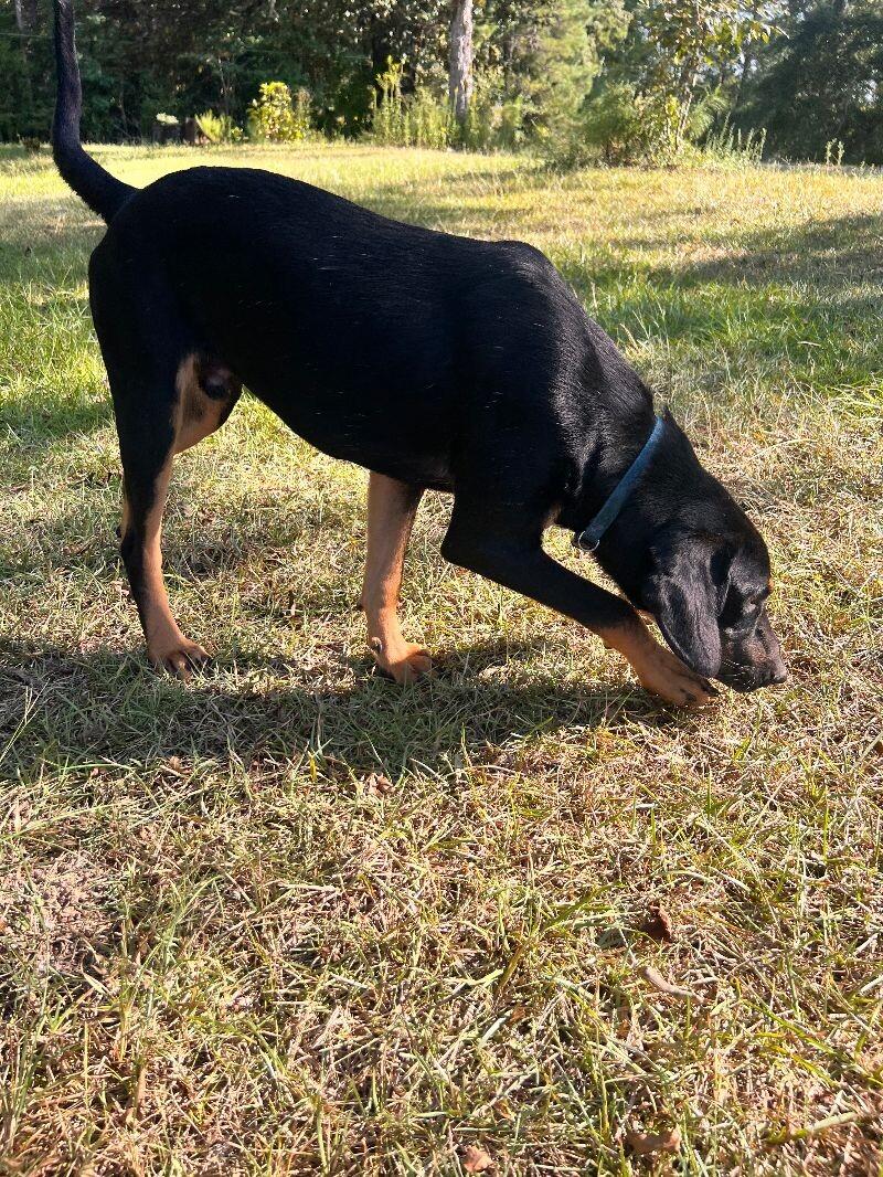 Woody, Adoptable, Young Male Hound & Poodle.