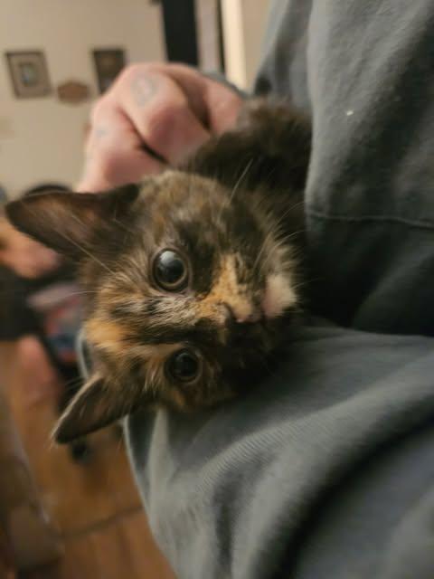 Tinnk, Adopted, Young Female Domestic Medium Hair.