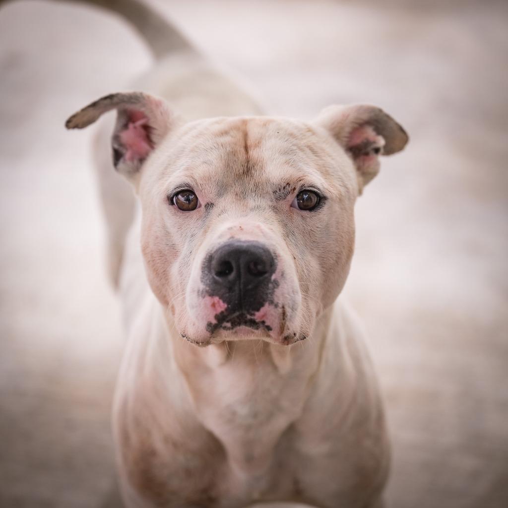 Sosa (Flint), Adoptable, Adult Male Pit Bull Terrier.