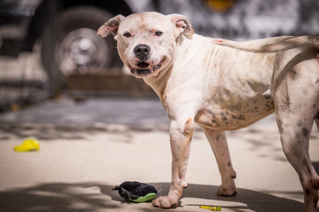 Enlarge Sosa (Flint), a Adoptable Pit Bull Terrier in Twentynine Palms, CA image 2/6
