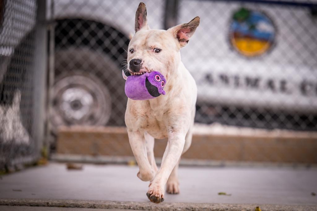 Enlarge Sosa (Flint), a Adoptable Pit Bull Terrier in Twentynine Palms, CA image 3/6