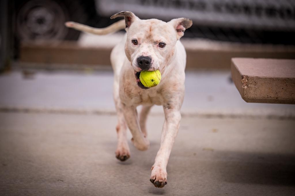 Enlarge Sosa (Flint), a Adoptable Pit Bull Terrier in Twentynine Palms, CA image 4/6