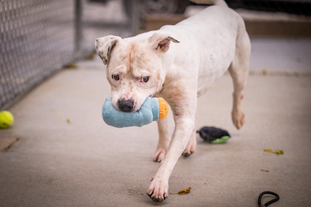 Enlarge Sosa (Flint), a Adoptable Pit Bull Terrier in Twentynine Palms, CA image 5/6