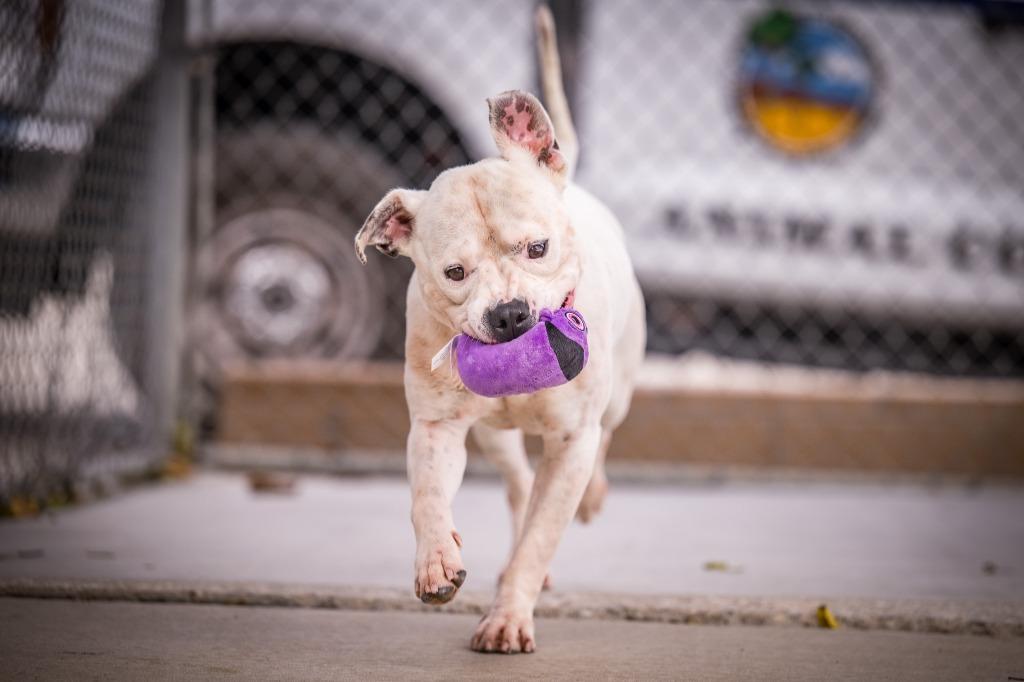 Enlarge Sosa (Flint), a Adoptable Pit Bull Terrier in Twentynine Palms, CA image 6/6