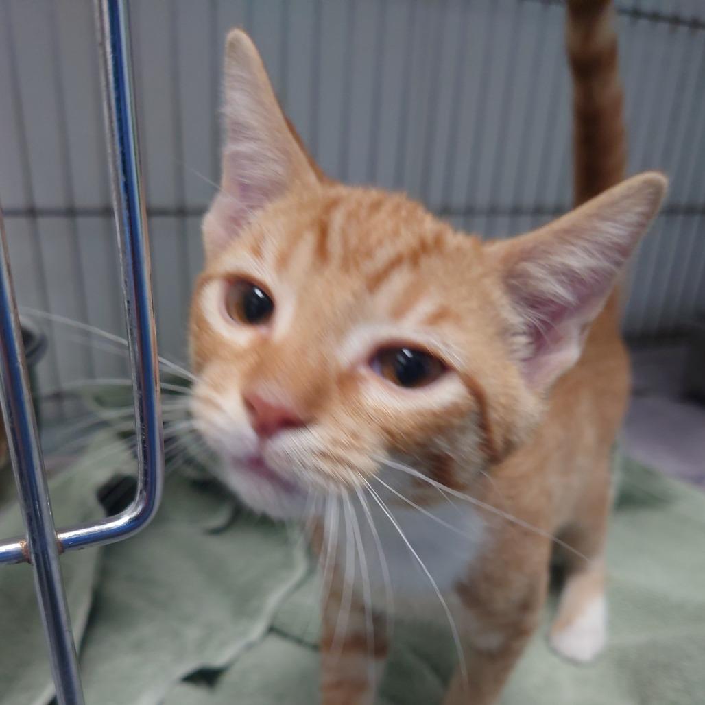 Lord Paris, Adoptable, Kitten Male Domestic Short Hair.