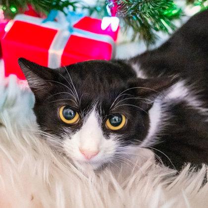 Bun (Barn Cat), Adoptable, Adult Female Domestic Short Hair & Domestic Short Hair.