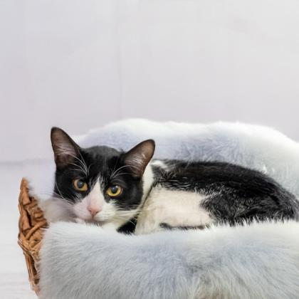 Bun (Barn Cat), Adoptable, Adult Female Domestic Short Hair & Domestic Short Hair.