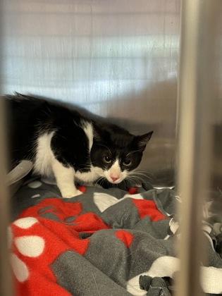 Bun (Barn Cat), a Adoptable Domestic Short Hair in Camano Island, WA image 2/2