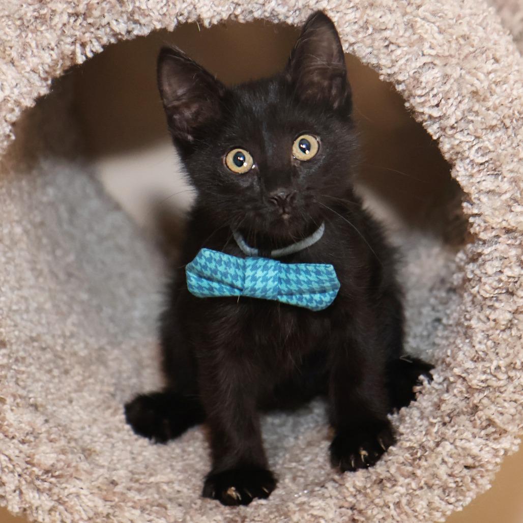 Friday, Adoptable, Kitten Male Domestic Short Hair.