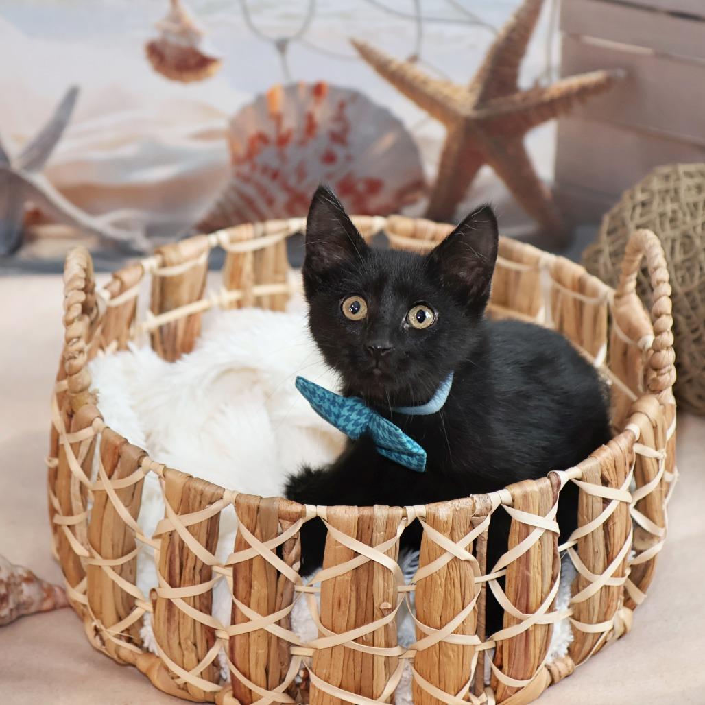 Enlarge Friday, a Adoptable Domestic Short Hair in FAIRWAY, KS image 2/5