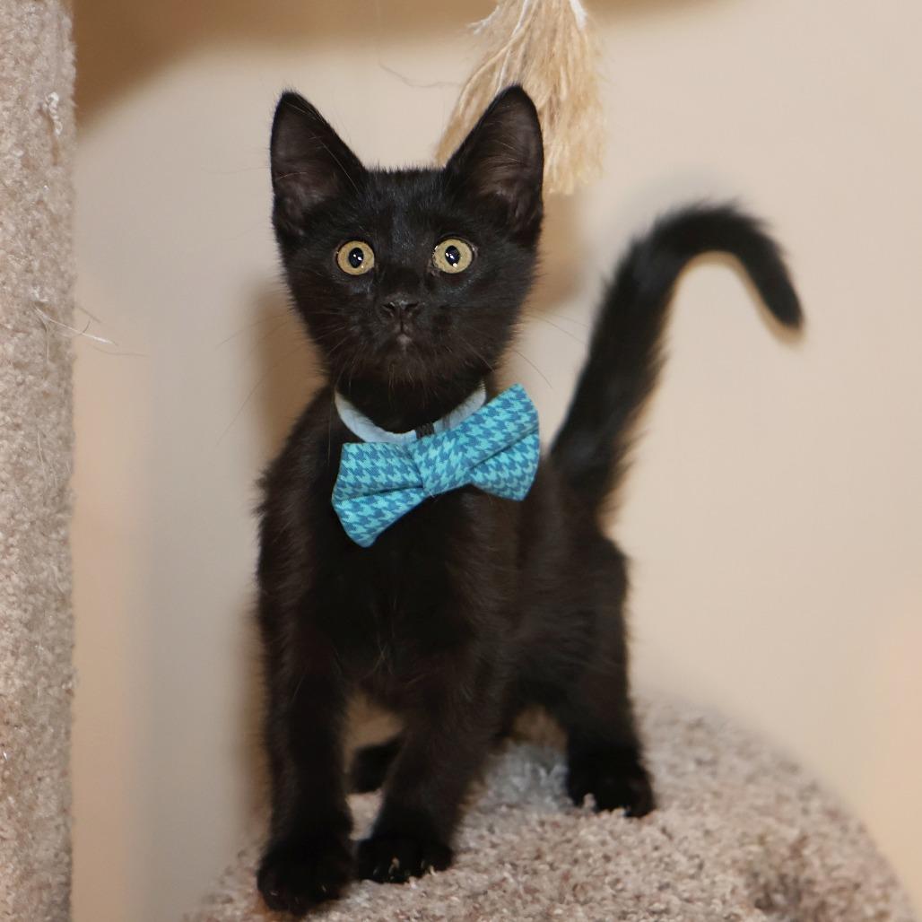 Enlarge Friday, a Adoptable Domestic Short Hair in FAIRWAY, KS image 3/5