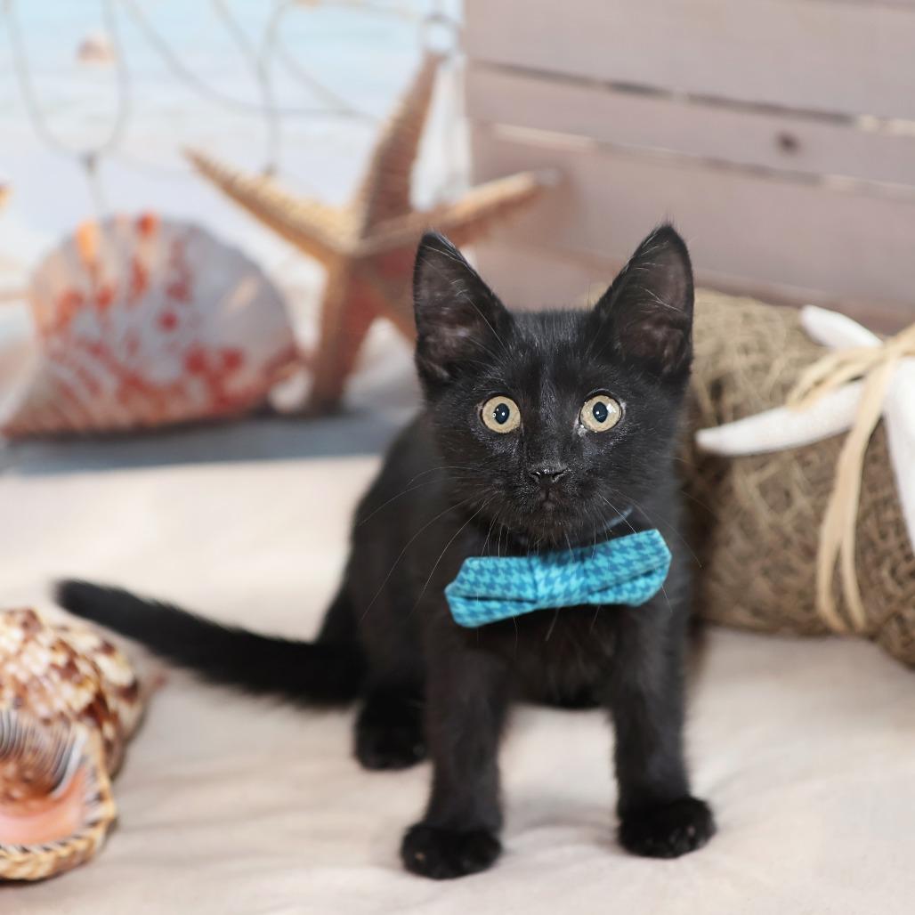 Enlarge Friday, a Adoptable Domestic Short Hair in FAIRWAY, KS image 4/5