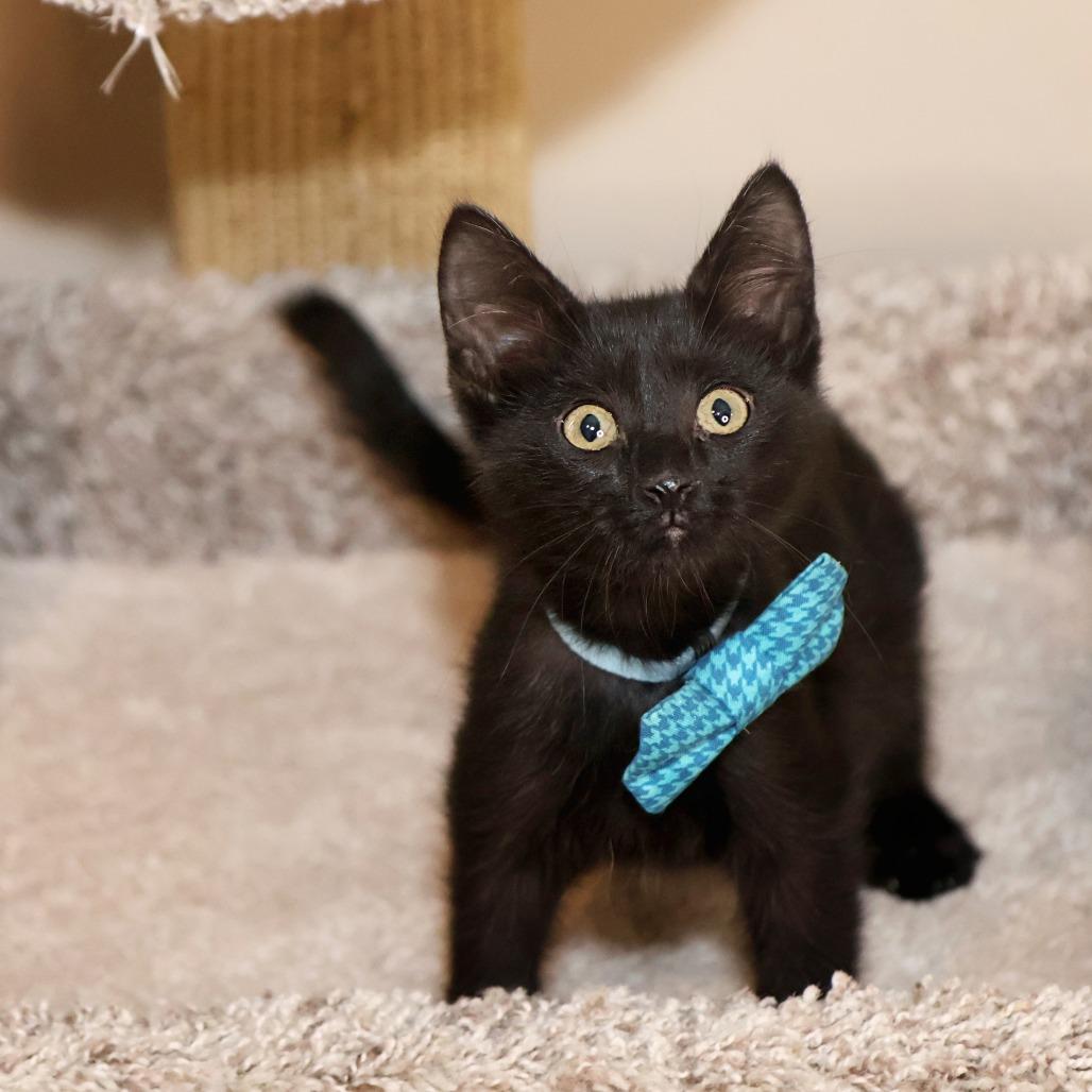 Enlarge Friday, a Adoptable Domestic Short Hair in FAIRWAY, KS image 5/5