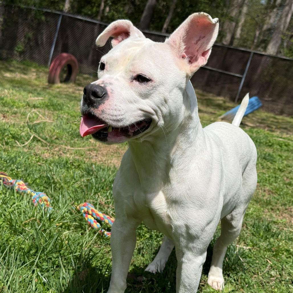 Enlarge Queenie, a Adoptable mixed breed in Waldorf, MD image 2/4