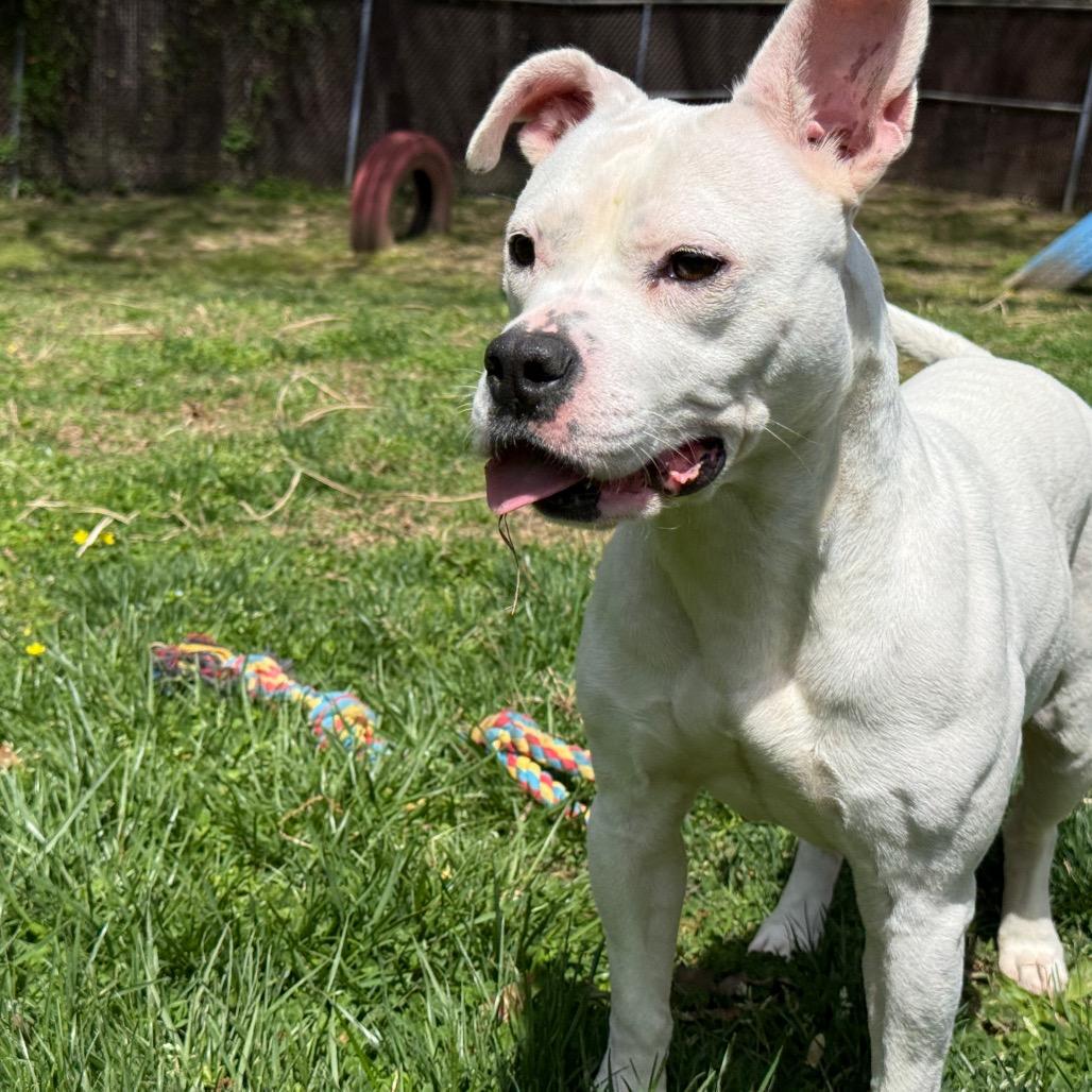 Enlarge Queenie, a Adoptable mixed breed in Waldorf, MD image 3/4