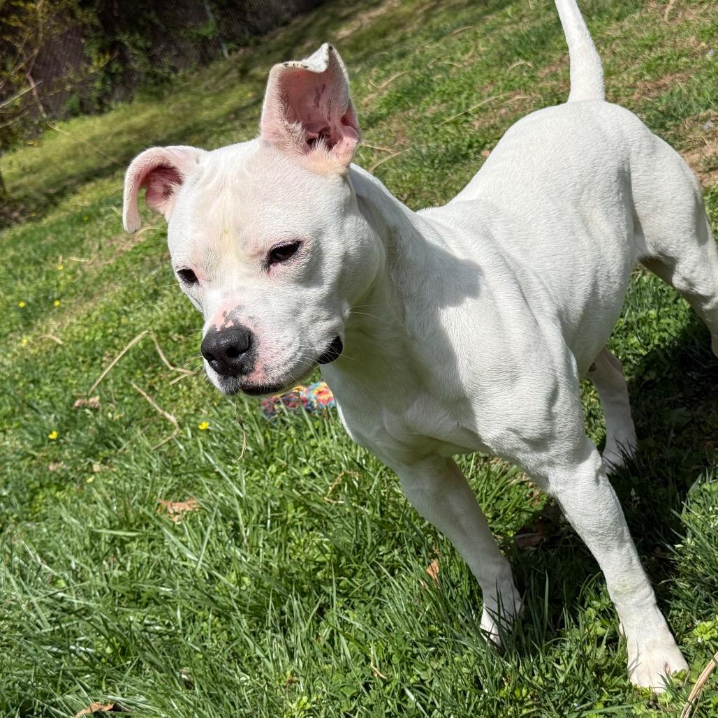 Enlarge Queenie, a Adoptable mixed breed in Waldorf, MD image 4/4