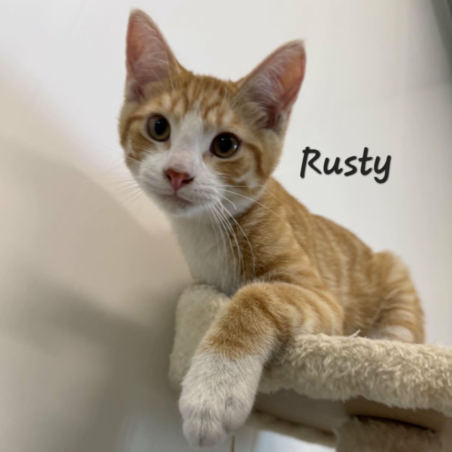 Rusty, Adopted, Kitten Male Domestic Short Hair.