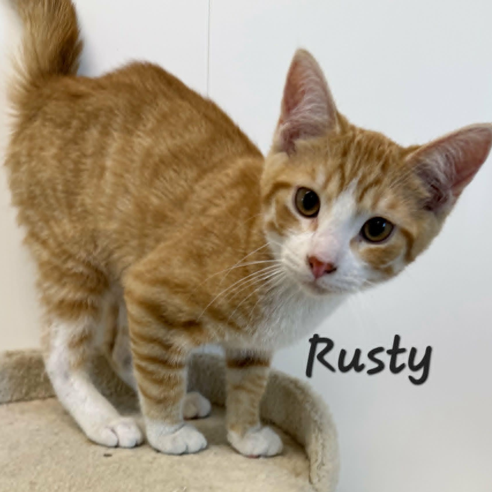 Enlarge Rusty, a Adopted Domestic Short Hair in Rushville, IL image 2/2